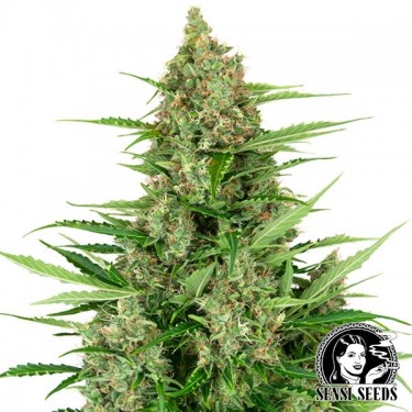 Banana Kush Cake Auto Marijuana Plant