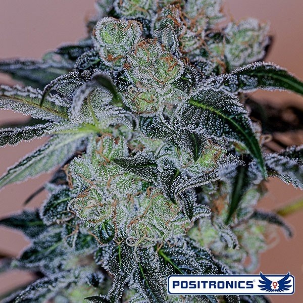 View Crazy Lazy Marijuana Plant