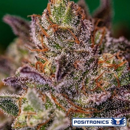 Purple Cherry Marijuana Plant