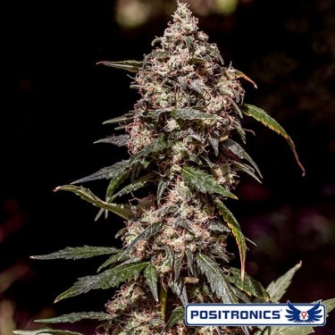 CBD + 1:20 Marijuana Plant