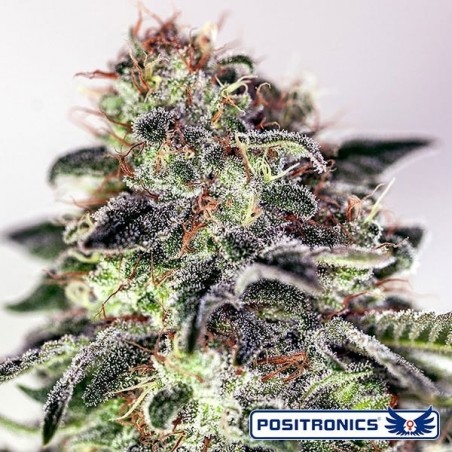 Sticky Dream cannabis plant