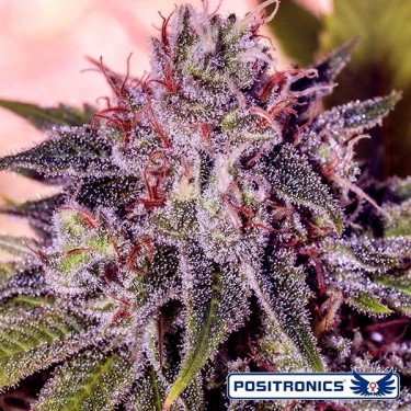 Gordo Master Kush Cannabis Plant