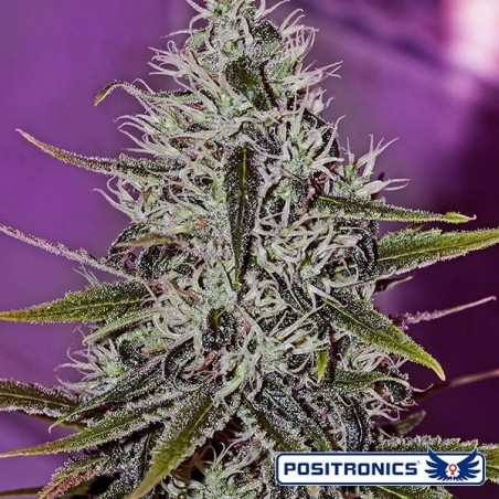 One Love Haze Cannabis Plant