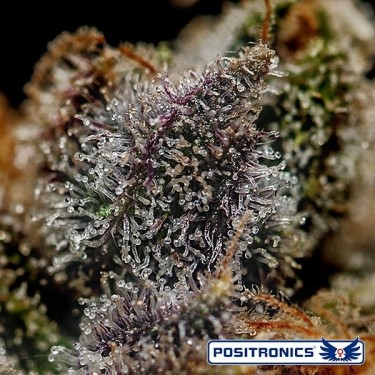 Chizpa Cannabis Plant