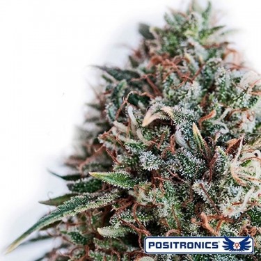 CBD+ Critical 47 Cannabis Plant