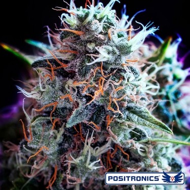 CBD+ Black Widow Cannabis Plant