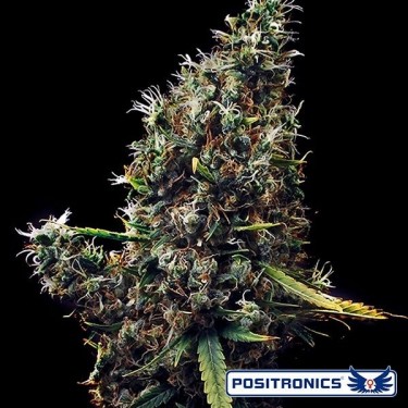 Cum Laude marijuana plant