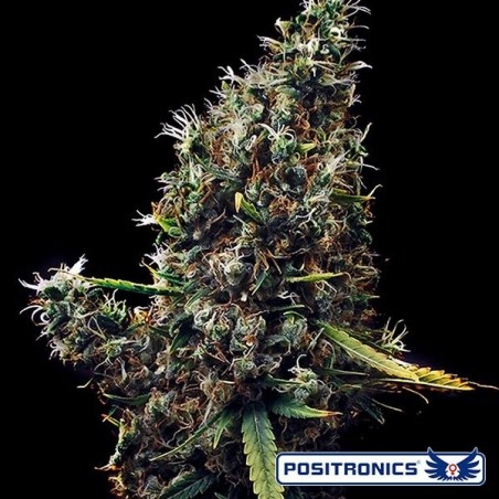 Cum Laude marijuana plant