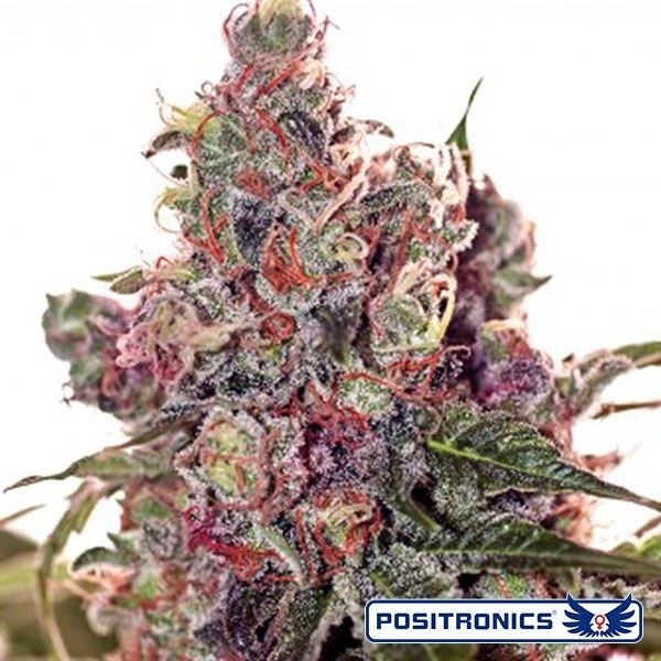 Grapefruit cannabis plant