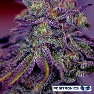 Blue Rhino marijuana plant