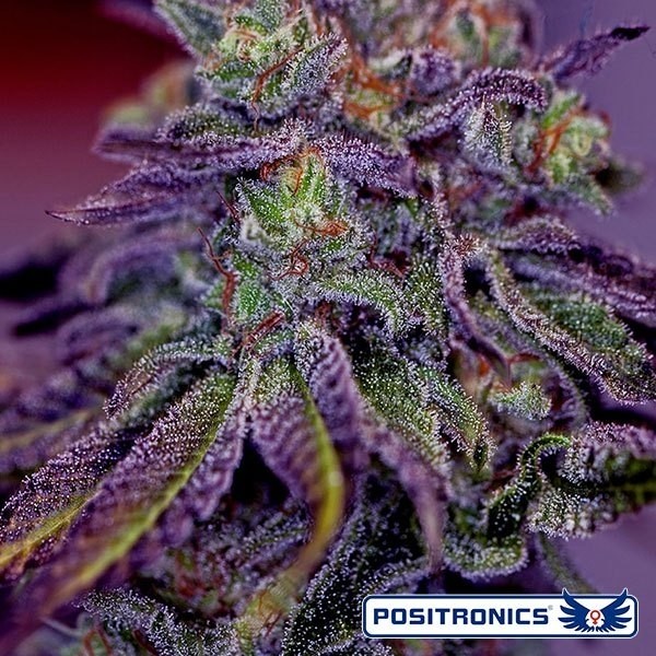 Blue Rhino marijuana plant