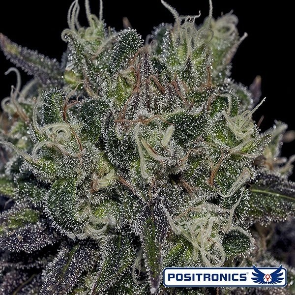 View Black Widow marijuana plant