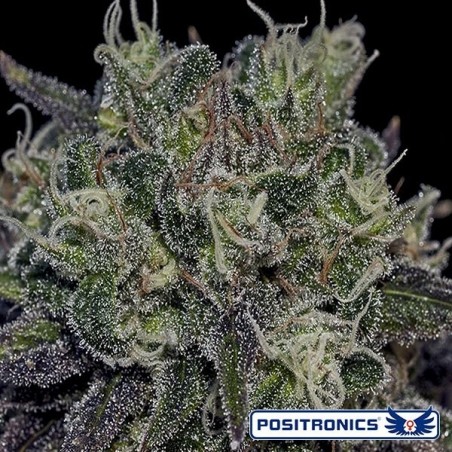 Black Widow marijuana plant
