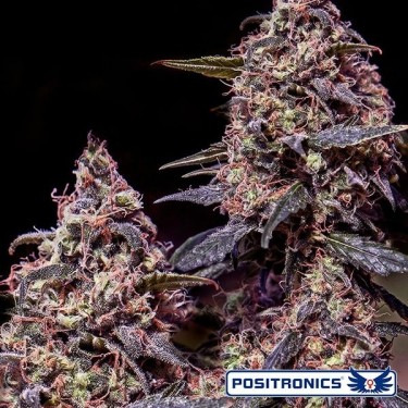 Somango 47 cannabis plant