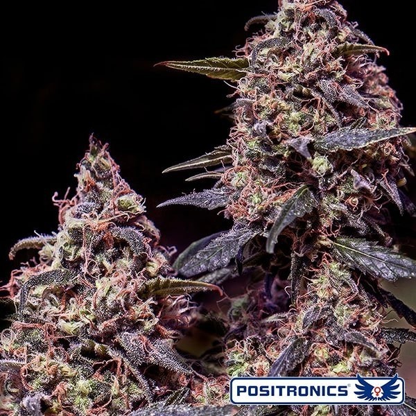 View Somango 47 cannabis plant
