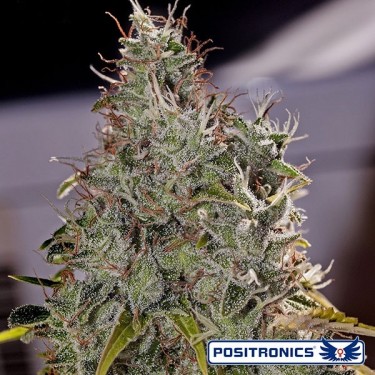Amnesia Mistery cannabis plant