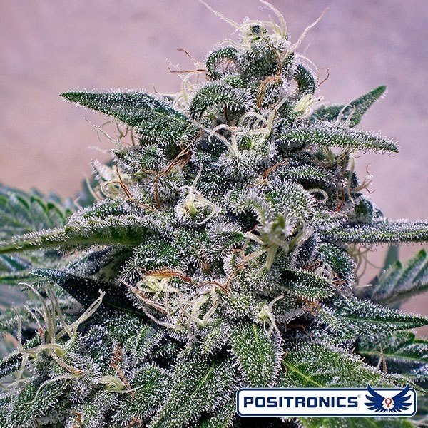 View Supercheese cannabis plant