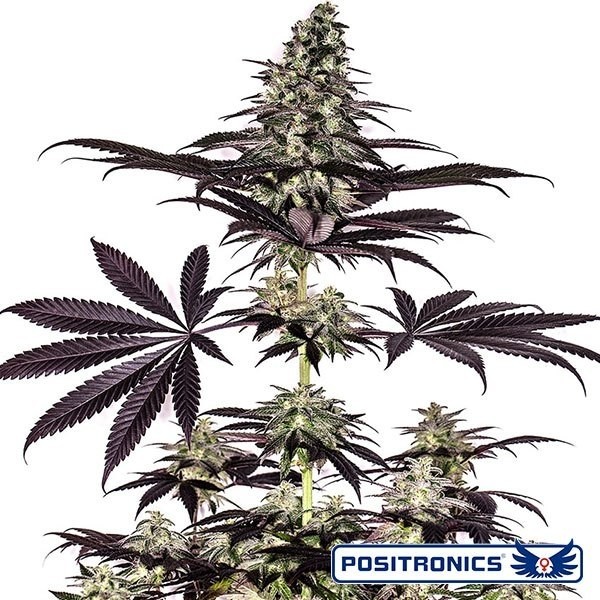 CBD + Caramelice Express Marijuana Plant