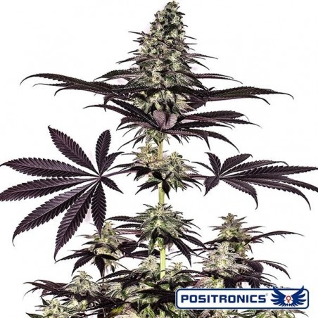 CBD + Caramelice Express Marijuana Plant