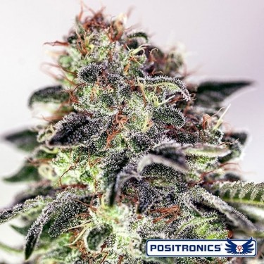 Sticky Dream Express Marijuana Plant