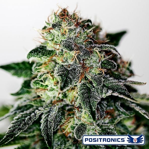 Mystic Cookie Express Marijuana Plant