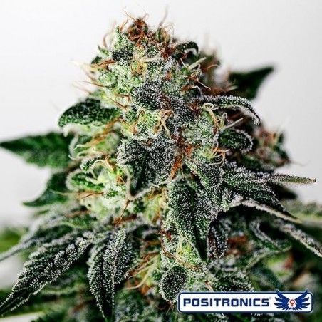 Mystic Cookie Express Marijuana Plant