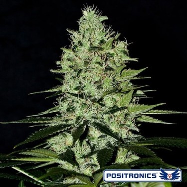 Wernard Express Cannabis Plant