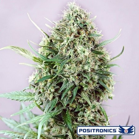 Jack Diesel Express marijuana plant