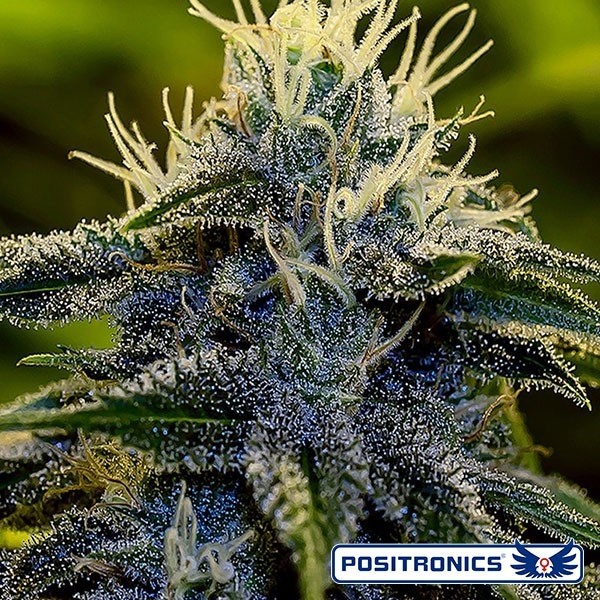 View Afghan Express Auto marijuana plant