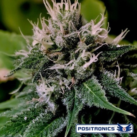 Critical Express Auto cannabis plant