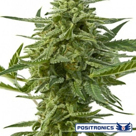 Northern Haze Express marijuana plant