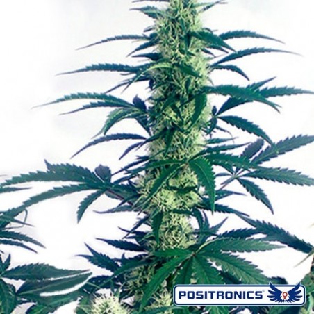 Mayday Express Auto marijuana plant