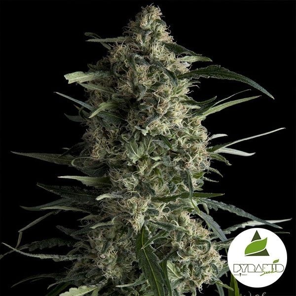 View Galaxy marijuana plant