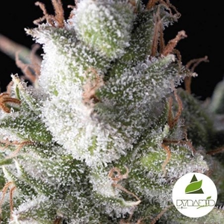 Ramses Marijuana Bud