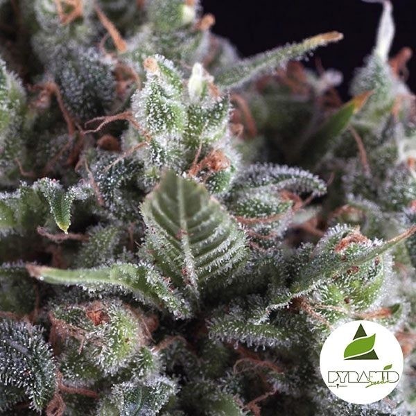 View Cannabis Bud