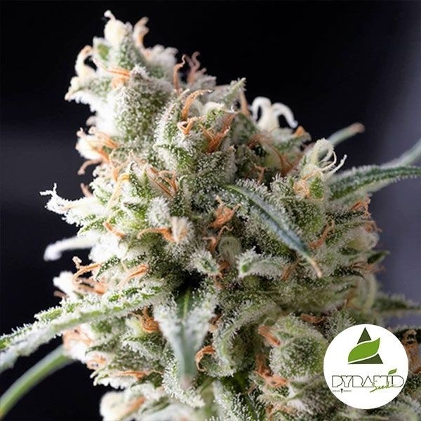 View Kukulkán - Marijuana Plant