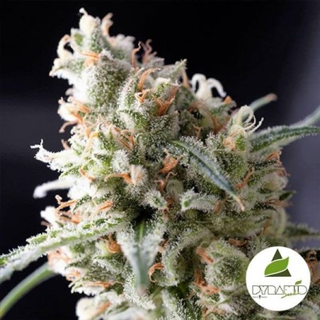 Kukulkán - Marijuana Plant