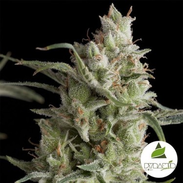 Super OG Kush cannabis plant