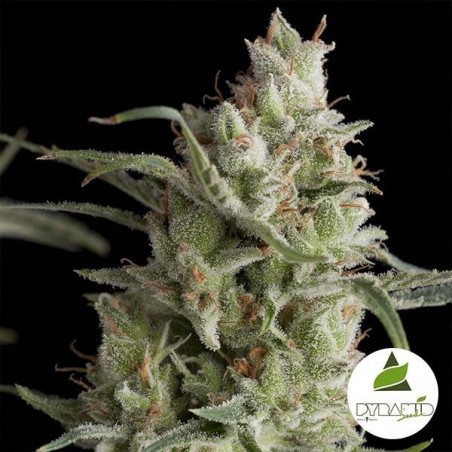 Super OG Kush cannabis plant