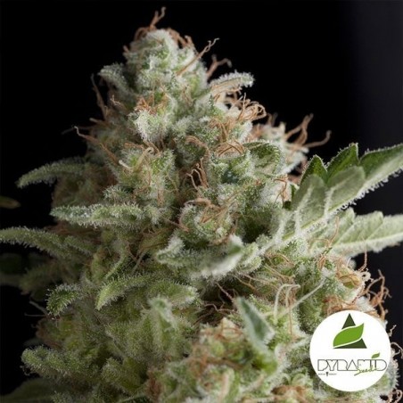 American Pie cannabis plant