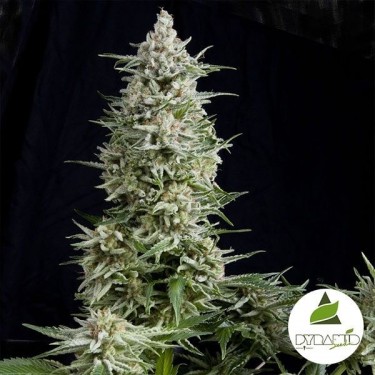 Amnesia Gold cannabis plant