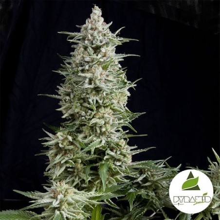 Amnesia Gold cannabis plant