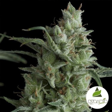 Kryptonite cannabis plant