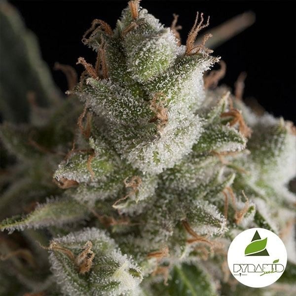 View Fresh Candy cannabis plant
