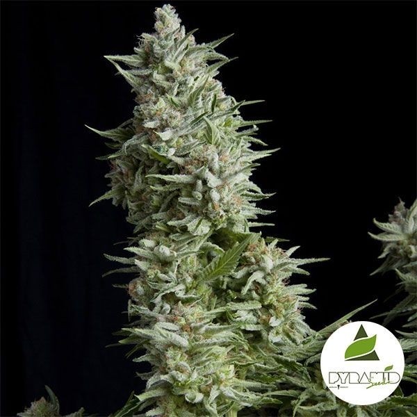 View Alpujarreña cannabis plant