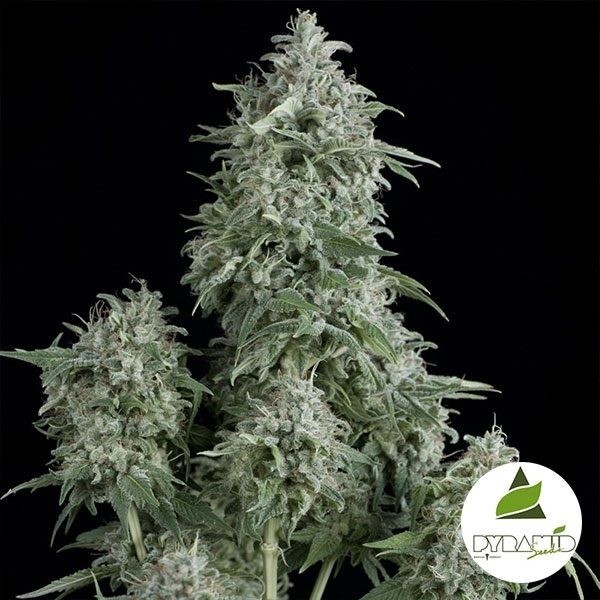 View Anubis cannabis plant