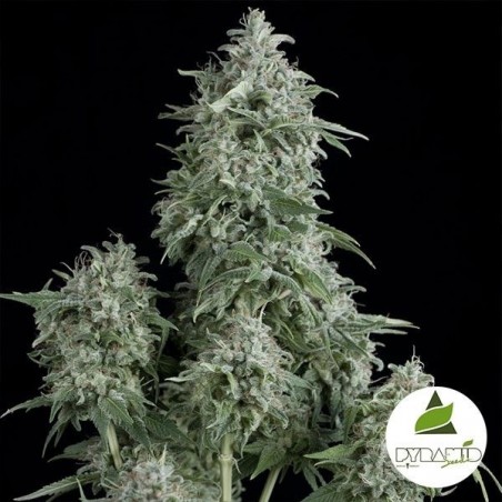 Anubis cannabis plant