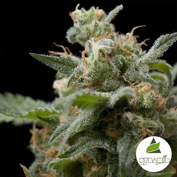 View Super Hash cannabis plant