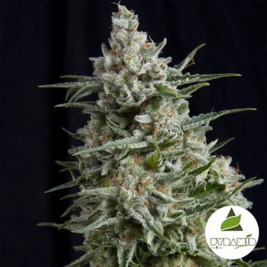 Anesthesia cannabis plant