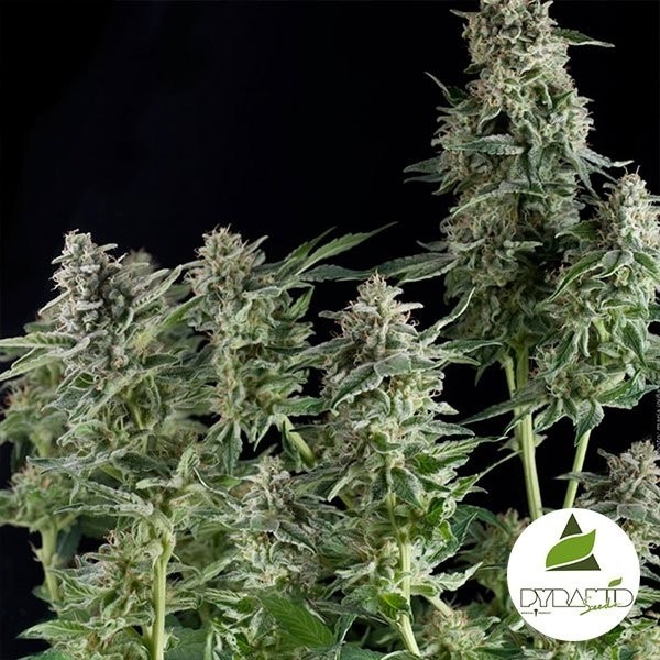 View Northern Lights cannabis plant
